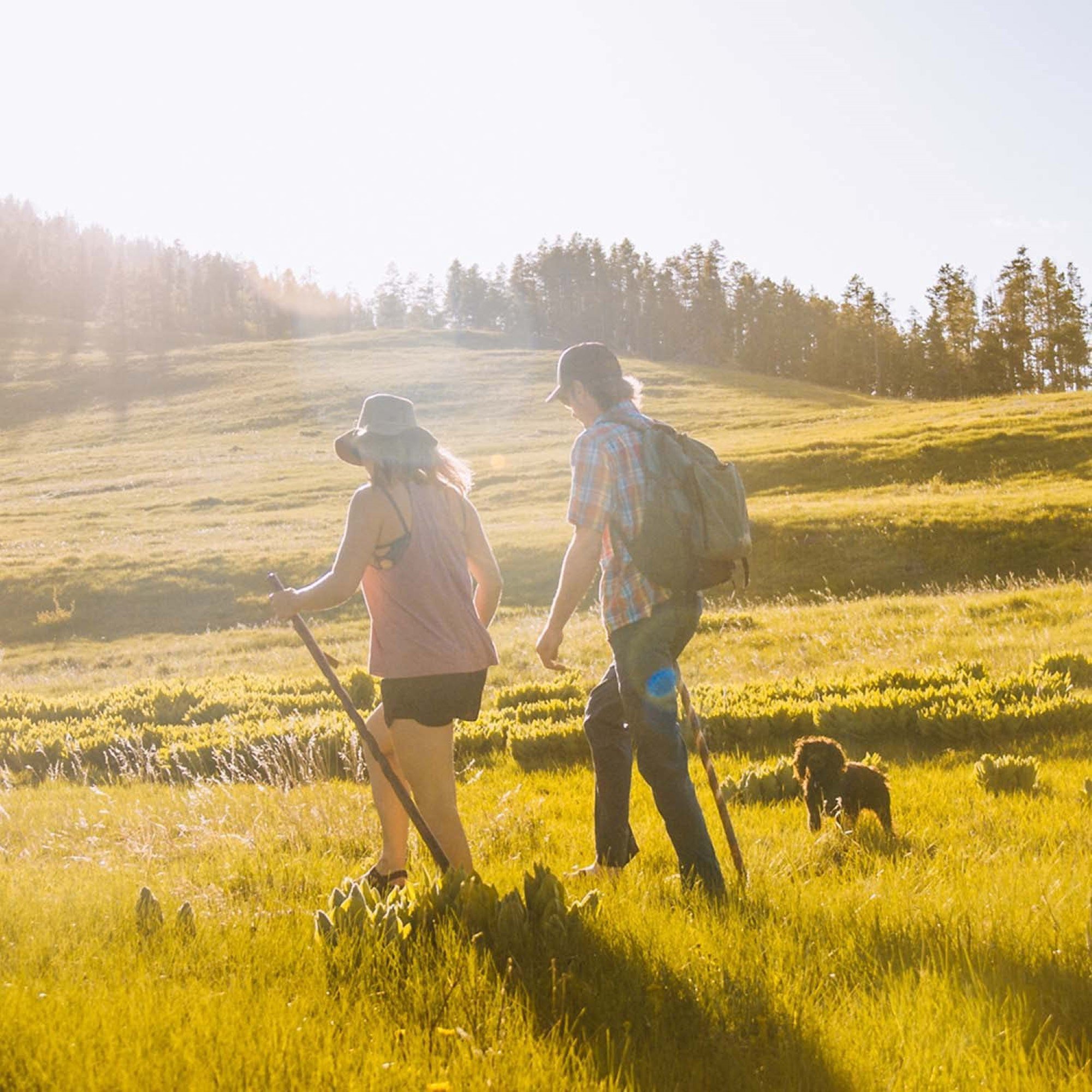 Brazos™ Twisted Oak Backpacker Handcrafted Walking Stick, 55-Inch, Brown - Image 5